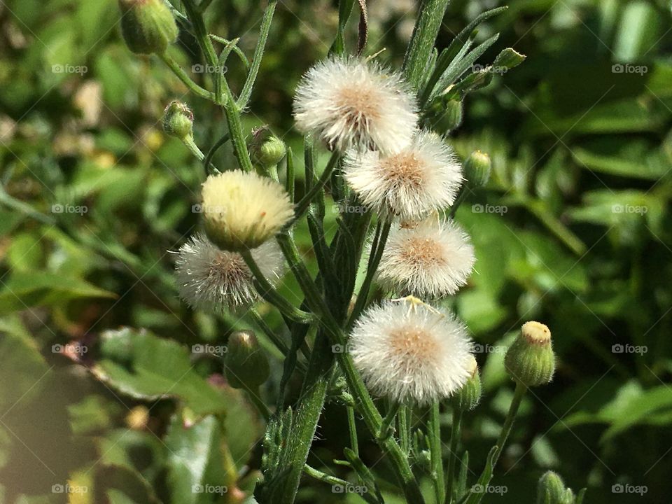 Weeds in springtime 