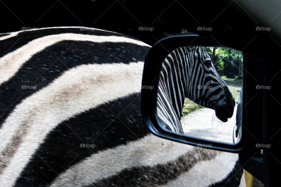 Seeing animals from inside the car at Taman Safari Indonesia Bogor, seen in the reflection of the rearview mirror of a zebra walking past a car on safari.