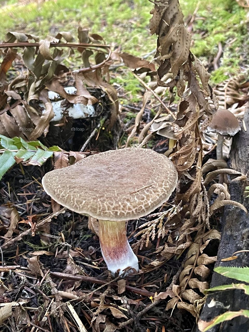 Brown mushroom in the forest 