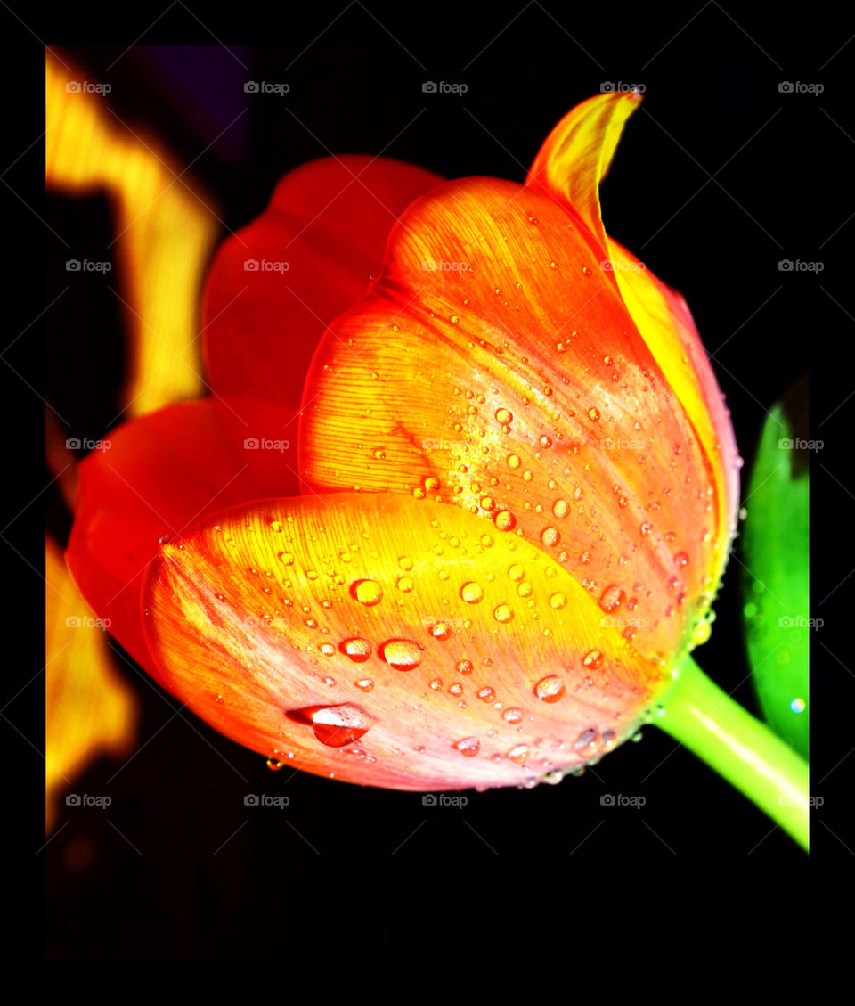 Orange tulip in spring bloom