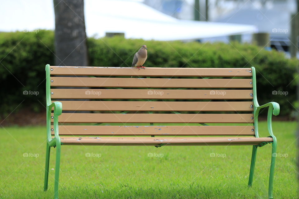 Bench, Grass, Summer, Garden, Nature