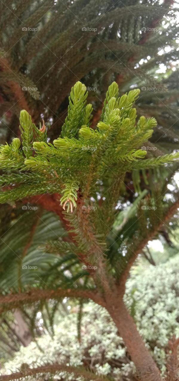 nature plants close shoot