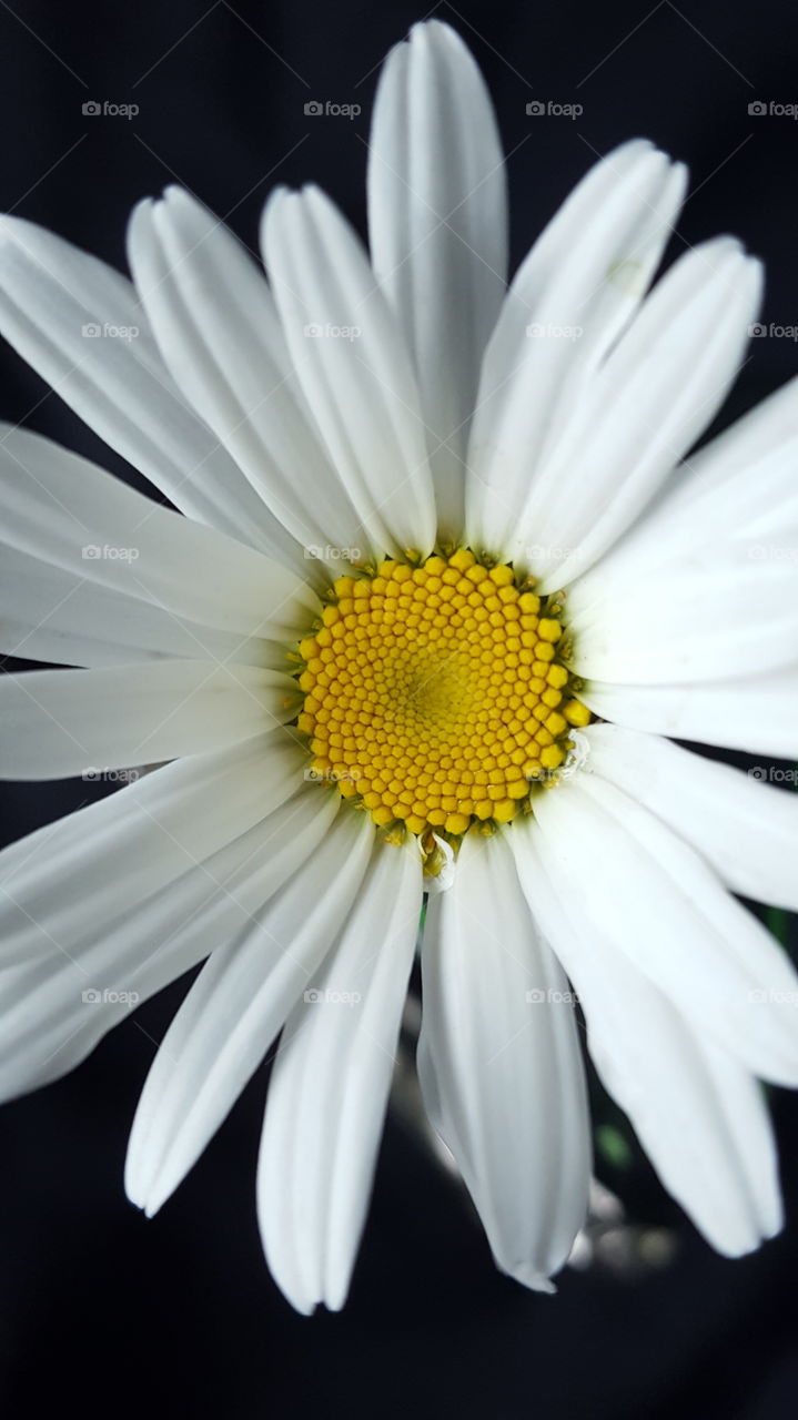 Daisy Perfection