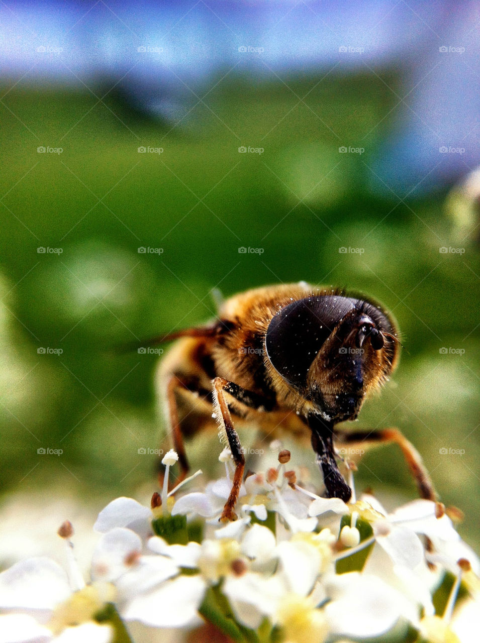 Close-up of bee on flowers