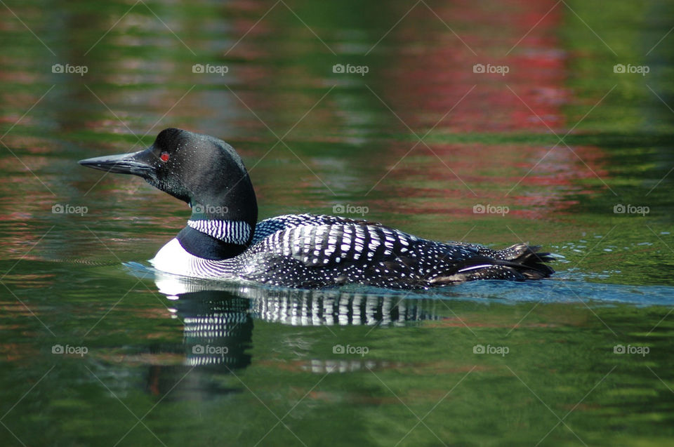 nature lake bird canada by cdnrebel1
