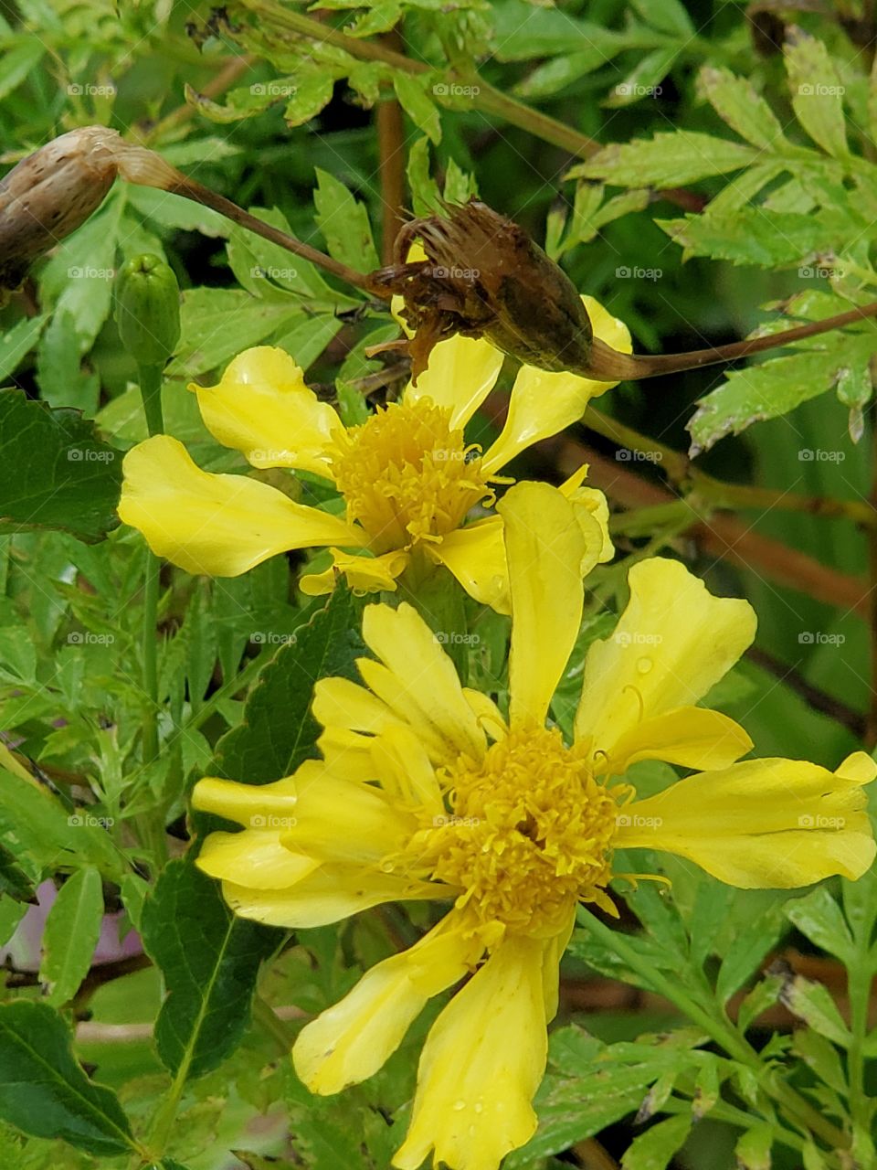 Bidens