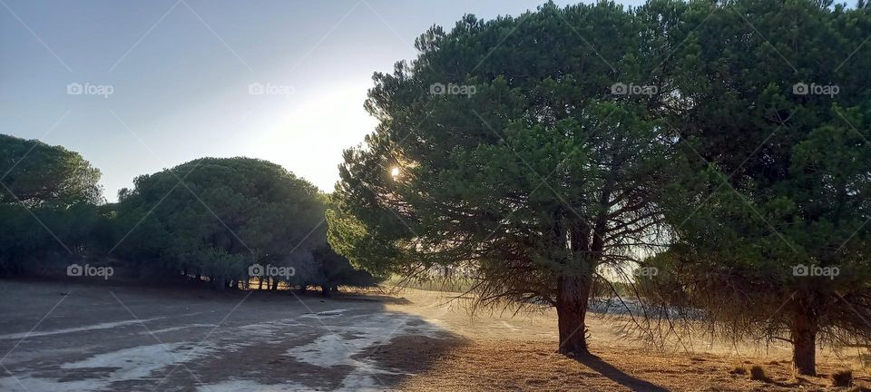 Dunas de Doñana