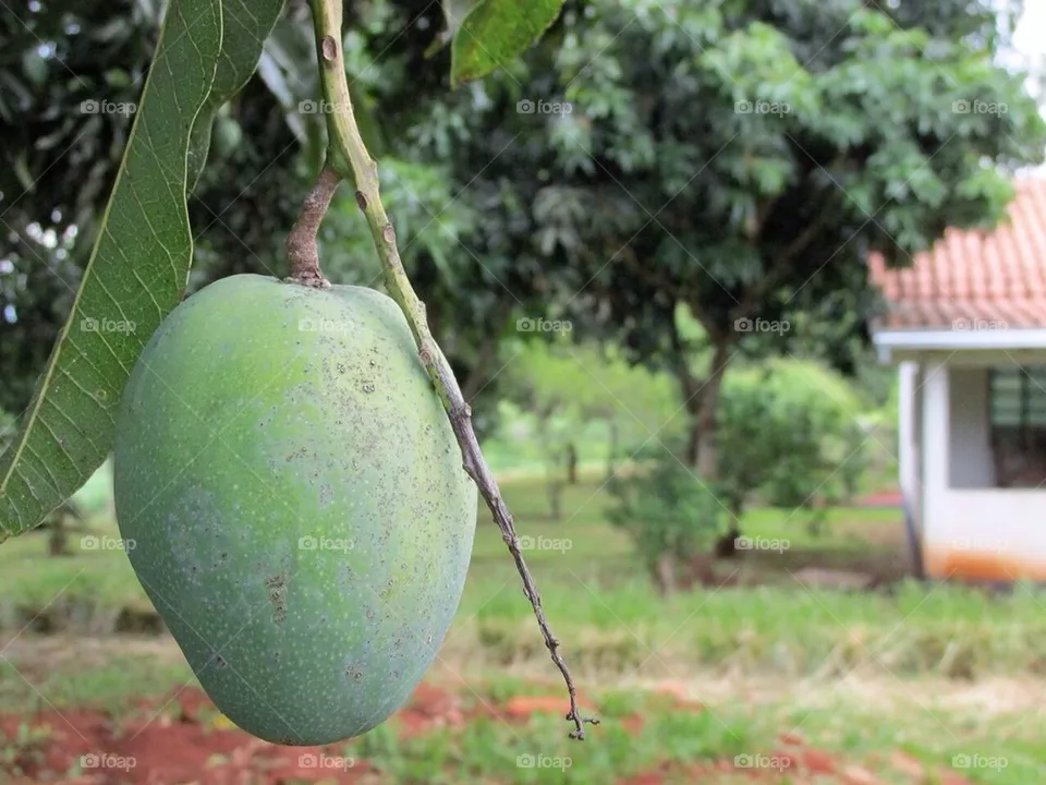 Fruit 
