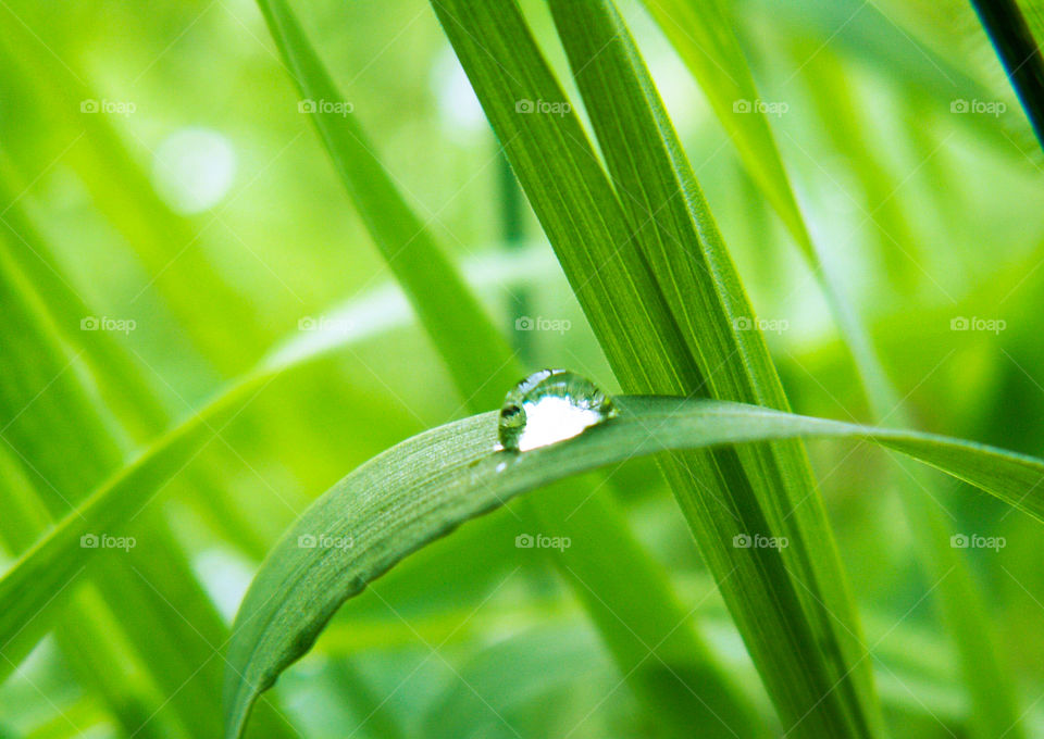 Drops of rain on the grass