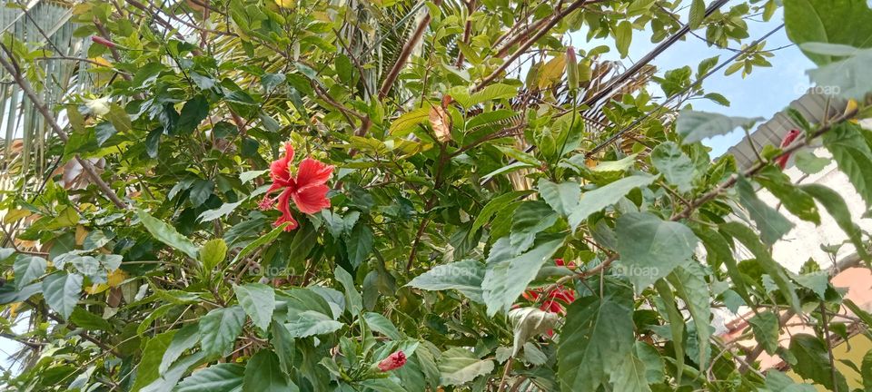 In we Indians this Red Hibiscus 🌺 flower used for This flower offered lord Ganesha and Godess Kali. This flower may help promote weight loss. and also used for hair growth. Beautiful ❤️ Red ♥️ coloured flowers and attractive green 💚 coloured leaves