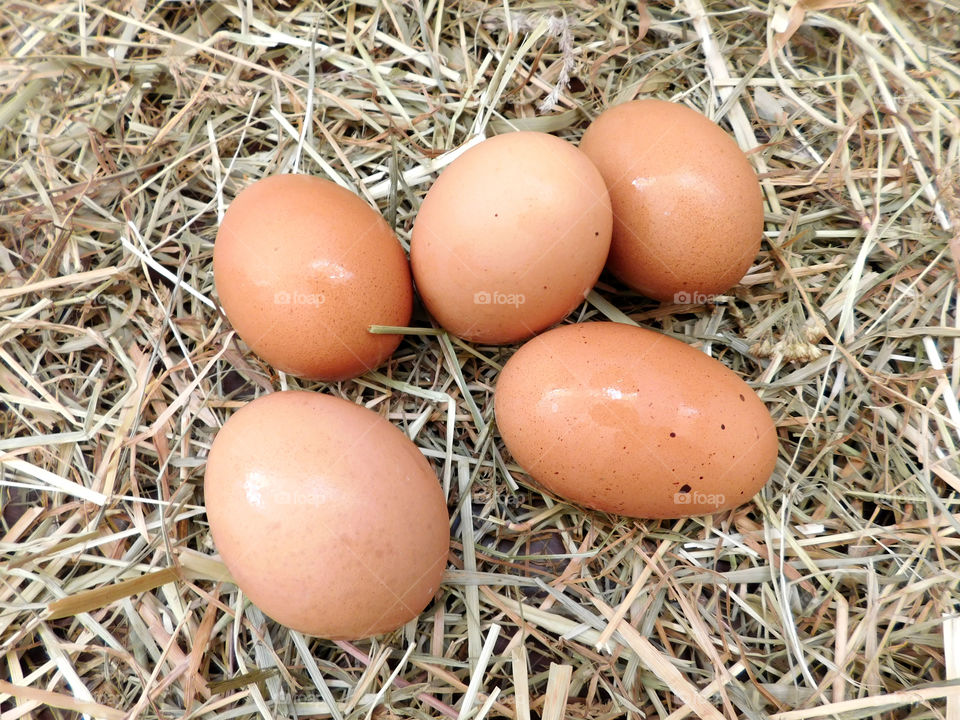 eggs