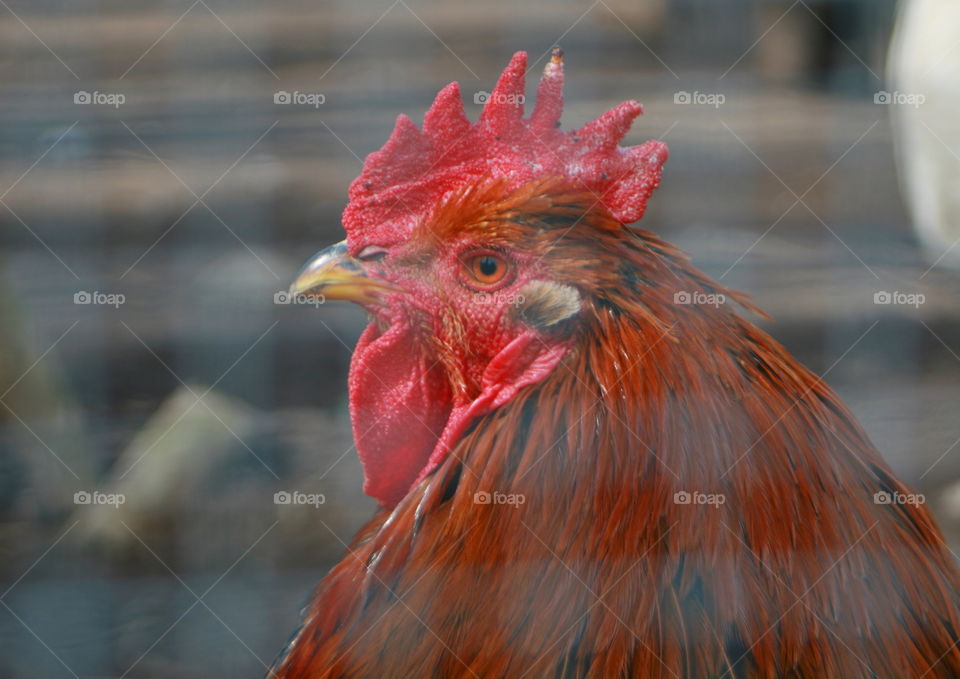 Close-up of rooster