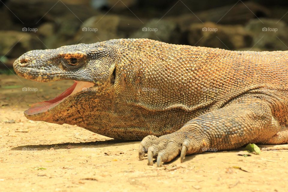 Komodo Dragon Komodo dragon is the largest lizard. It lives in the scrub and woodland of a few Indonesian islands