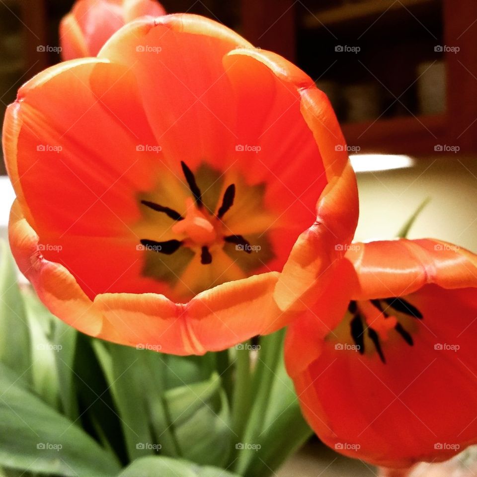 Tulip