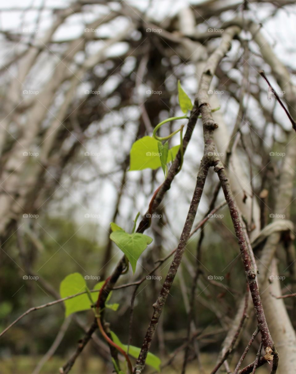 Twisted leaf on branch