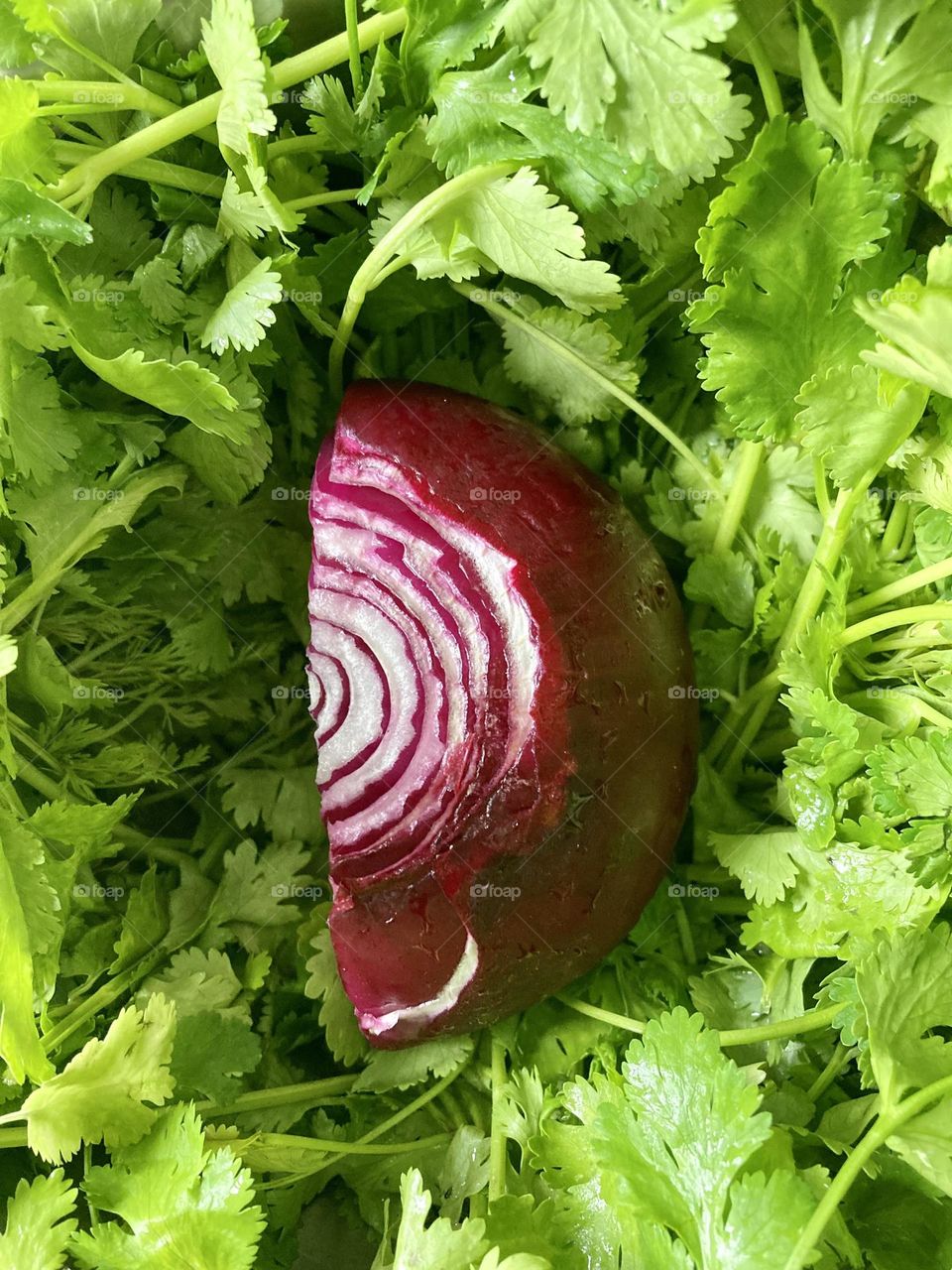 Red onion and cilantro 