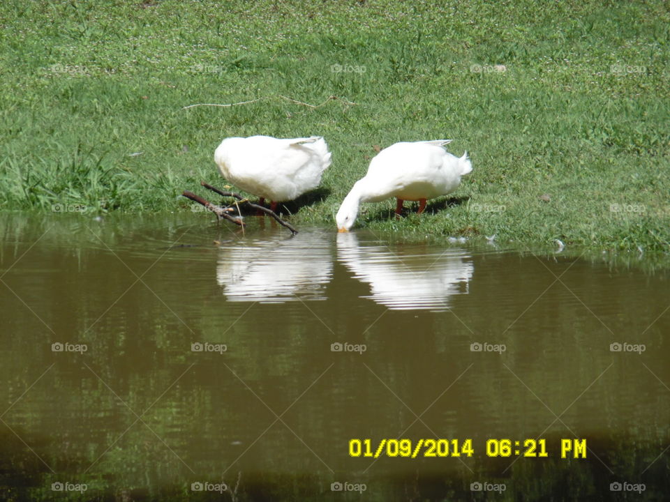 geese drinking. these birds were drinking water and hanging out by the bank