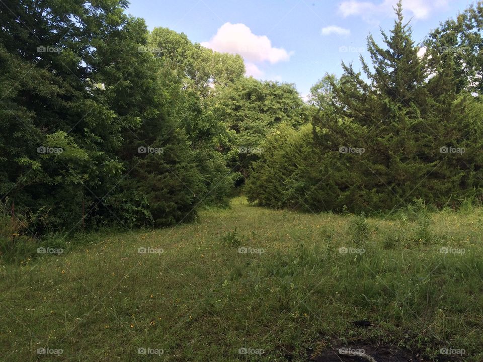 Forest in every season, heavy, summer, forest, thick, trees, leaves, dark, sky, sun, day, season, woods, wood, evergreen, lush, branches, trail, path, swamp, pond