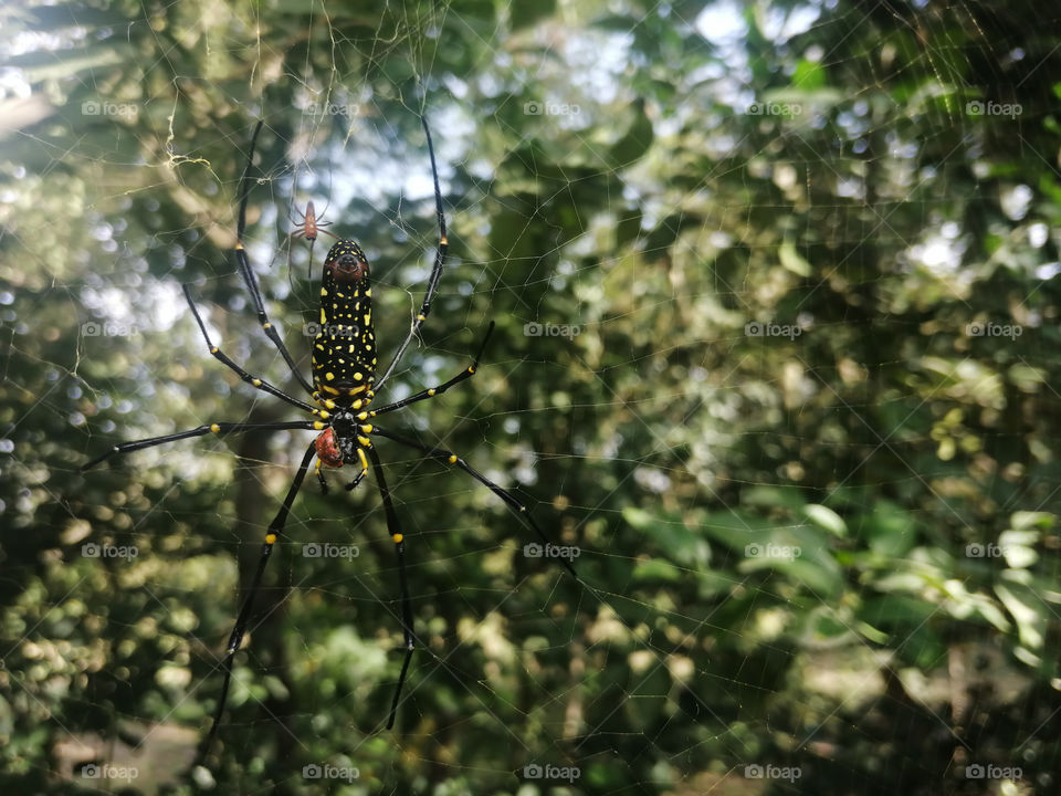 Big spider and his baby spider hunting red ladybug on their Web in forest with green background.