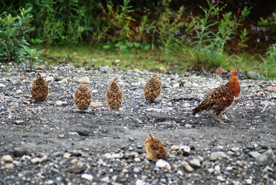 Mother ptarmigan and chicks in Denali
