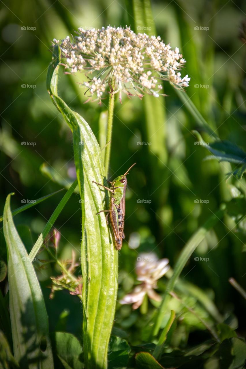 Close up of a green Grasshopper