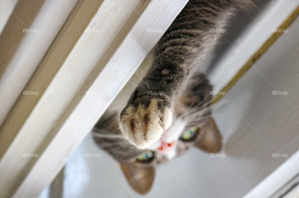 Upside down photo of a green eyed cat