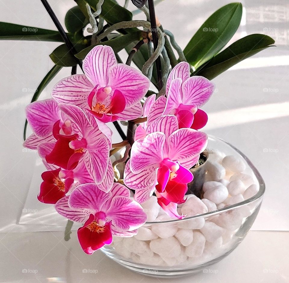 Purple mini orchid at home in winter