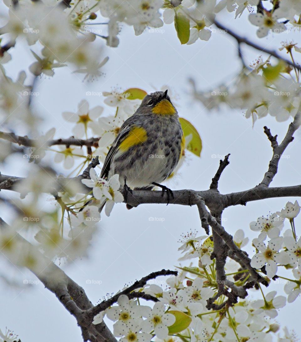 bird watching,  a bird perched on a tree branch with spring tree flowers