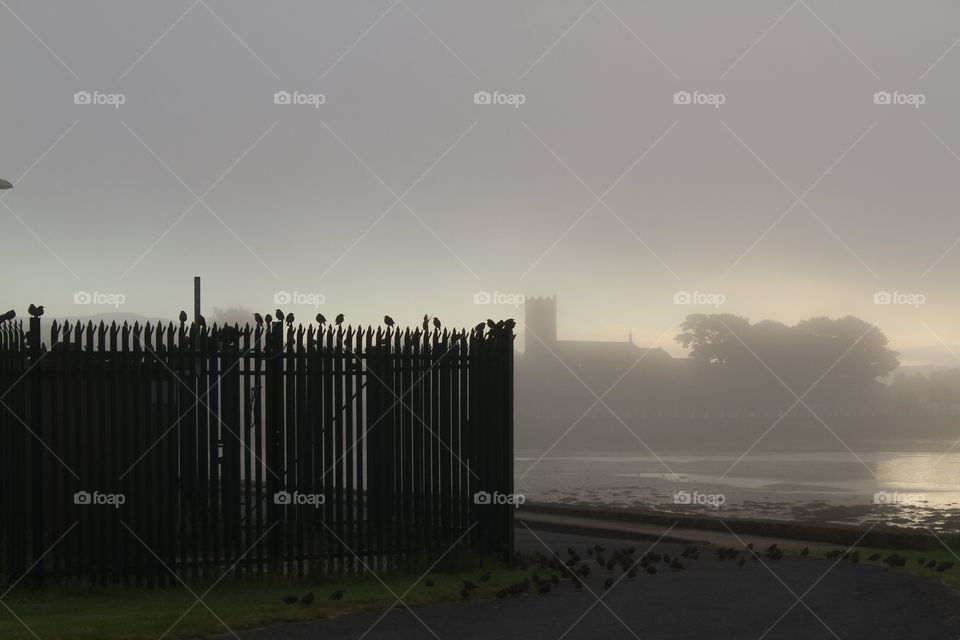 Crows on a fence in a misty bay in Ireland