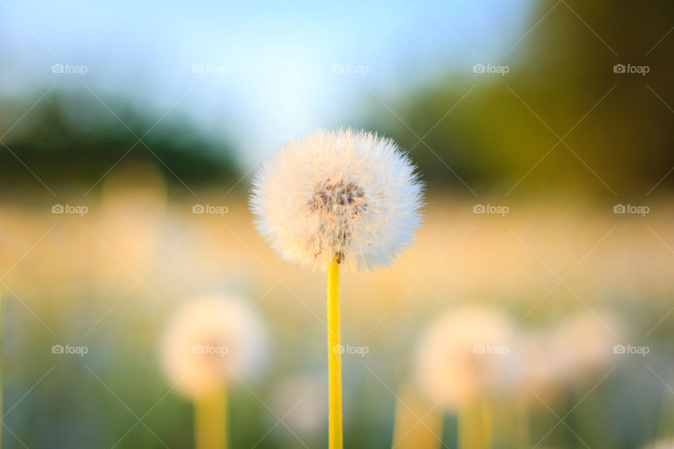 Blooming dandelions