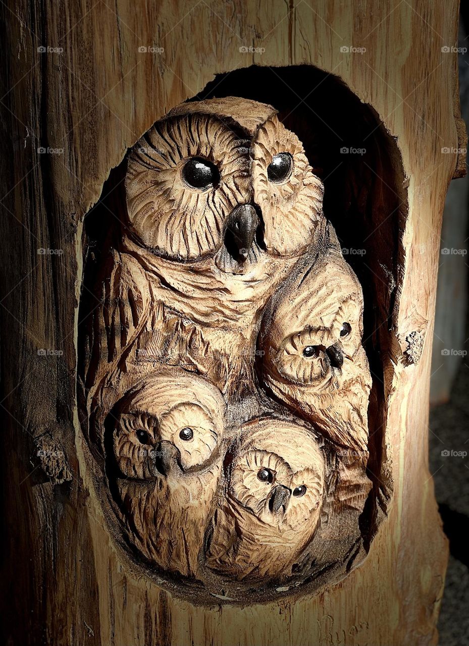 Owls