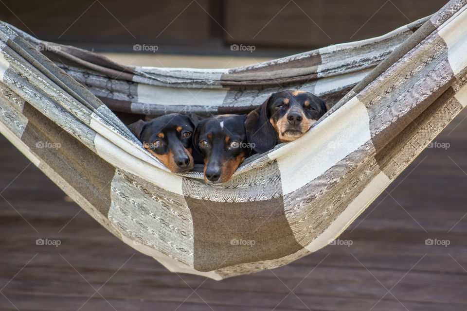 Tree dogs in the hammock