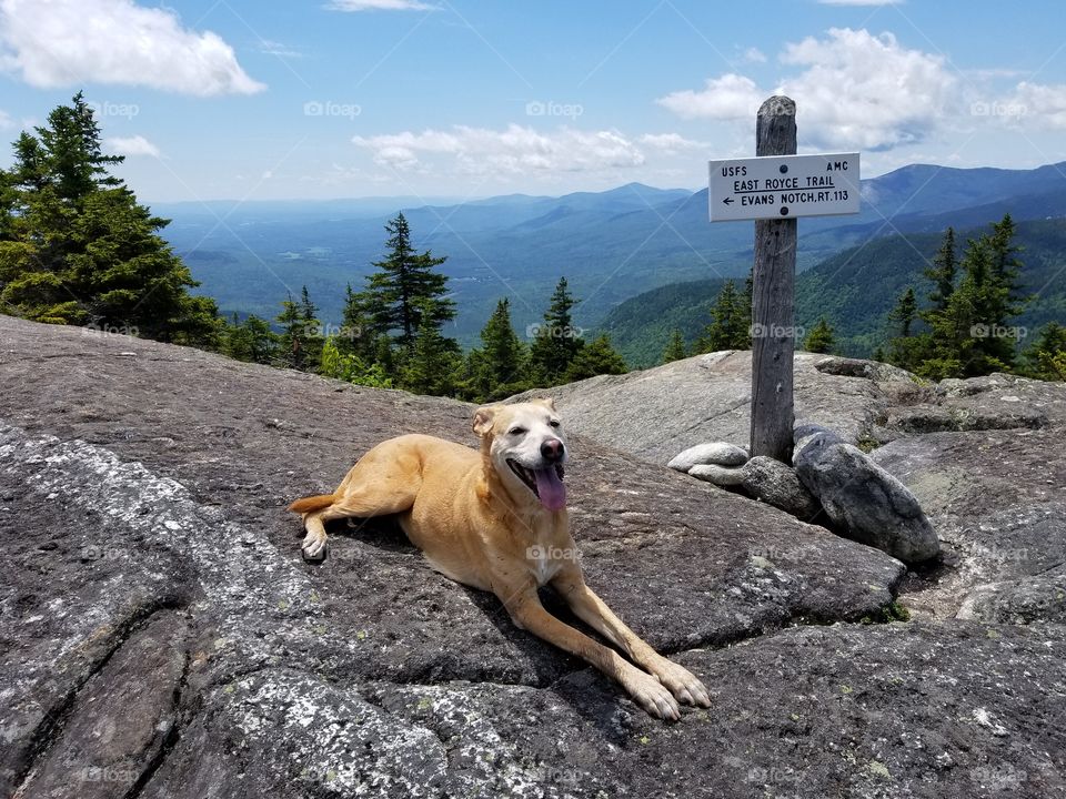 old dogs like to hike too