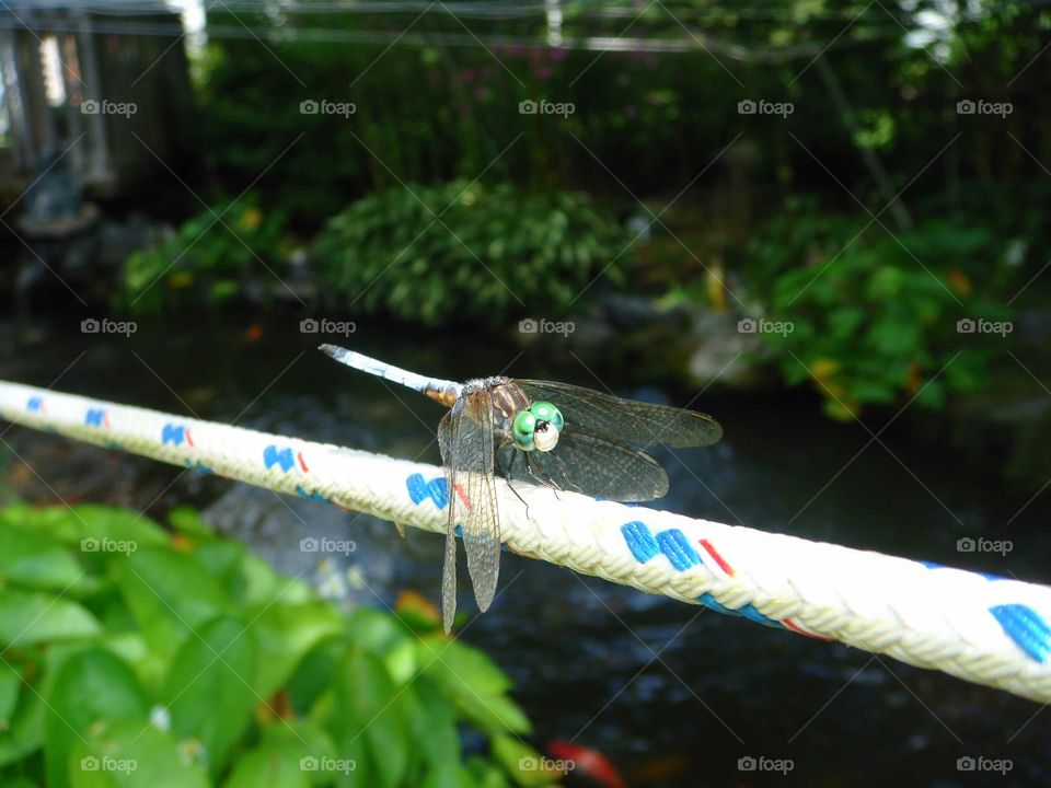 Dragonfly on rope over fishpond.