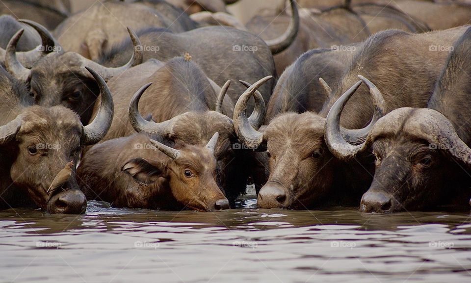 A herd of buffalo drinking water 