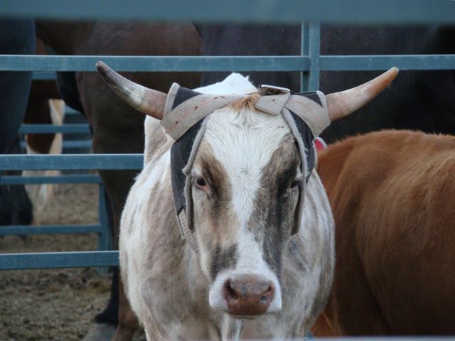 At the rodeo