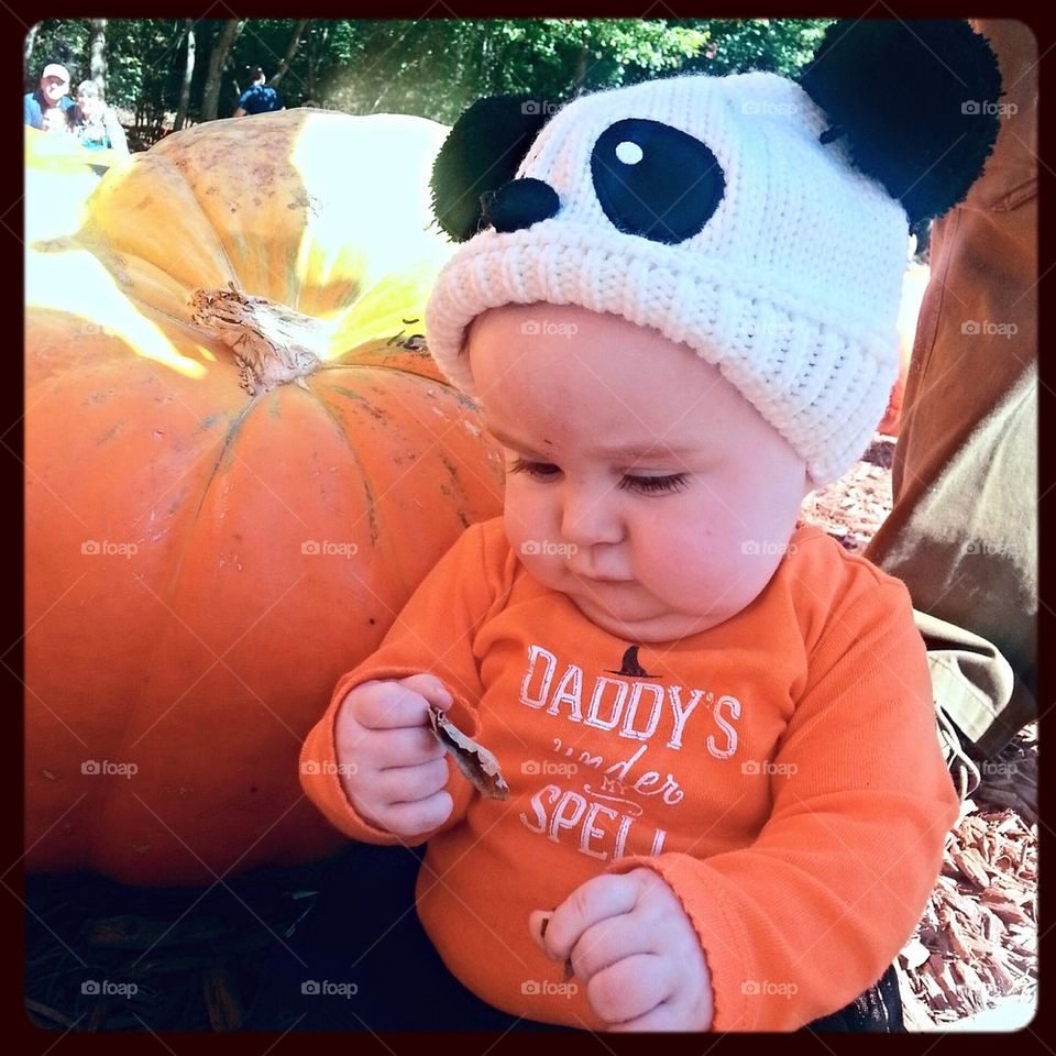Panda in A Pumpkin Patch