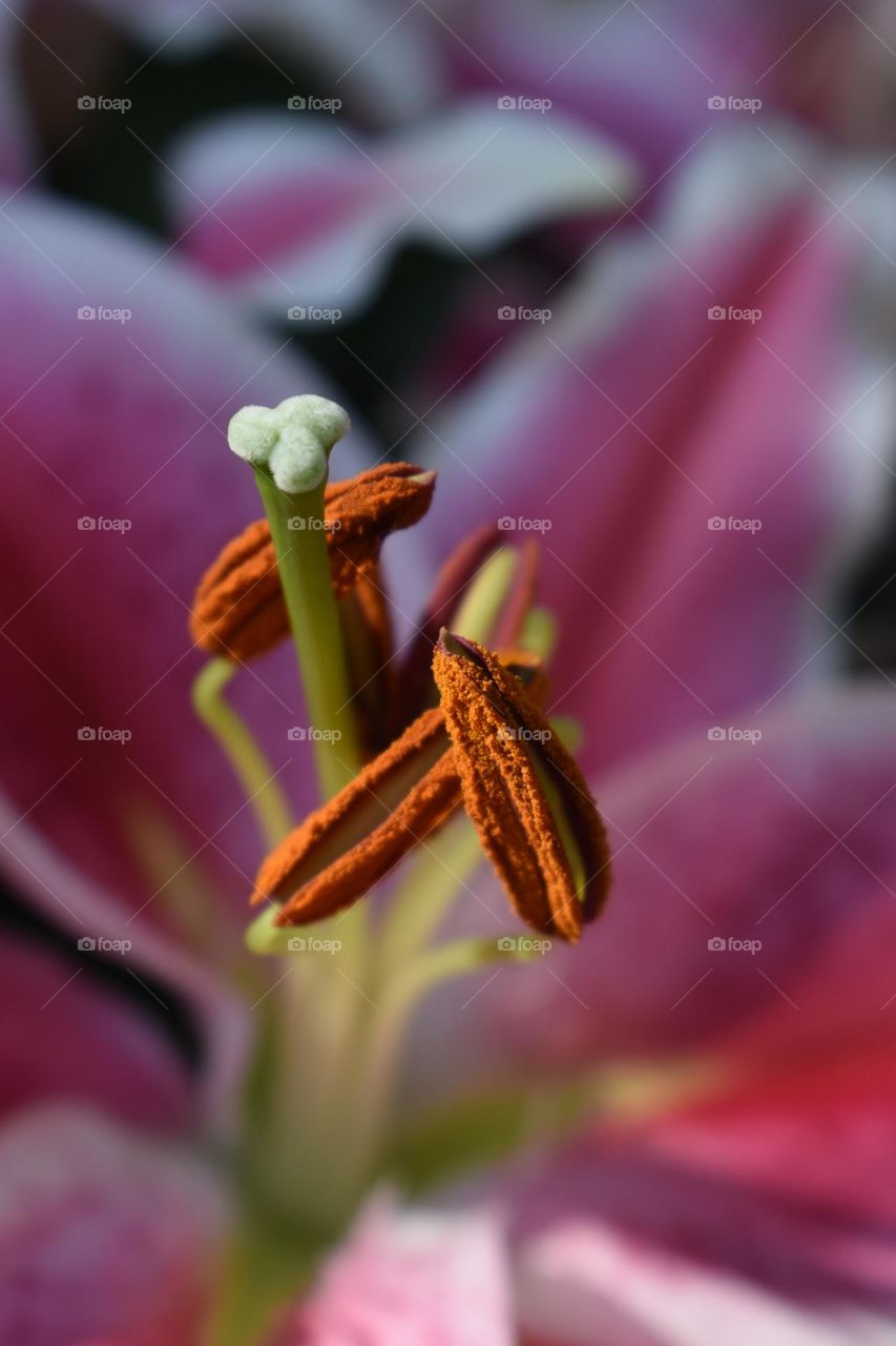 closeup of pistil and stamen of lilium flower