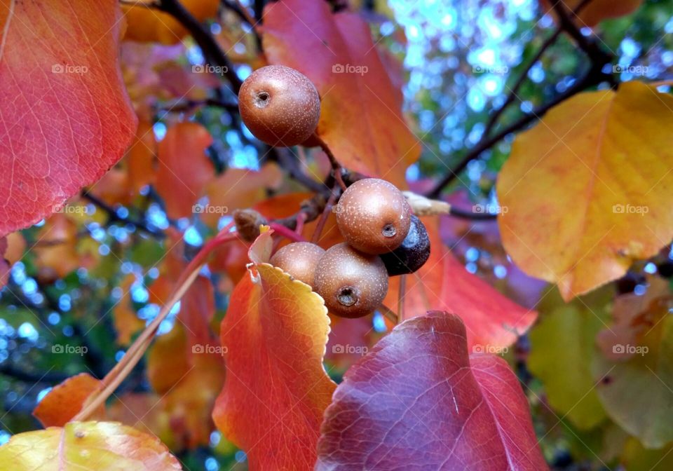 Pears growing on a beautifully colored fall tree first sign of autumn