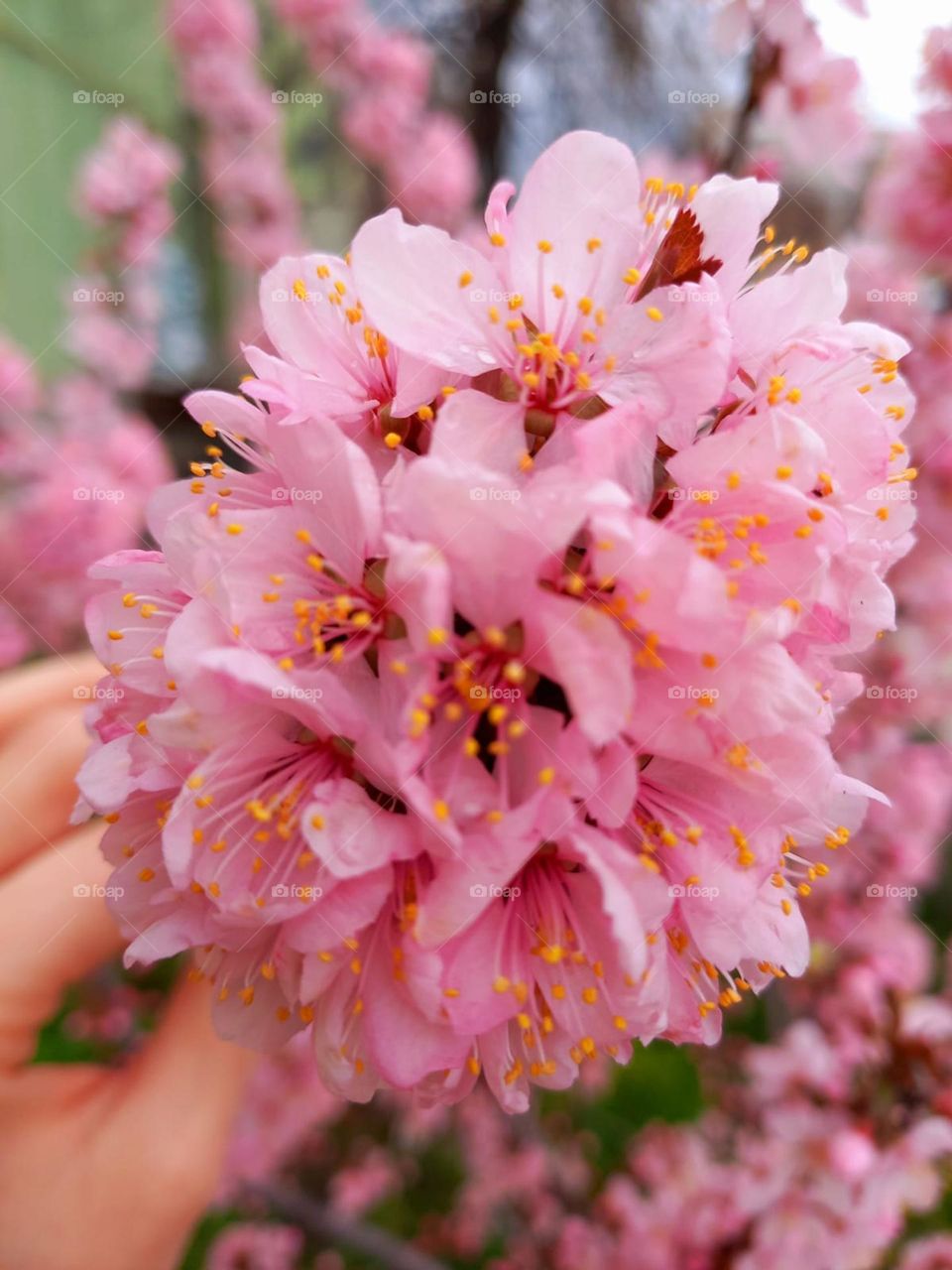 Sakura is my love and happiness. When you look at it and understand. After all, you don’t need much, just to touch it. This beauty blinds my eyes