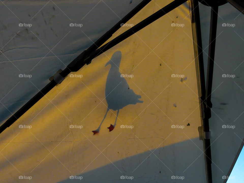 Seagull standing on an umbrella in the city