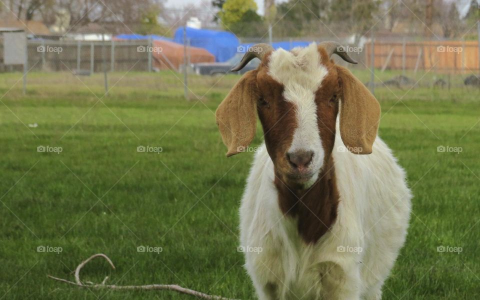 White and Brown Goat