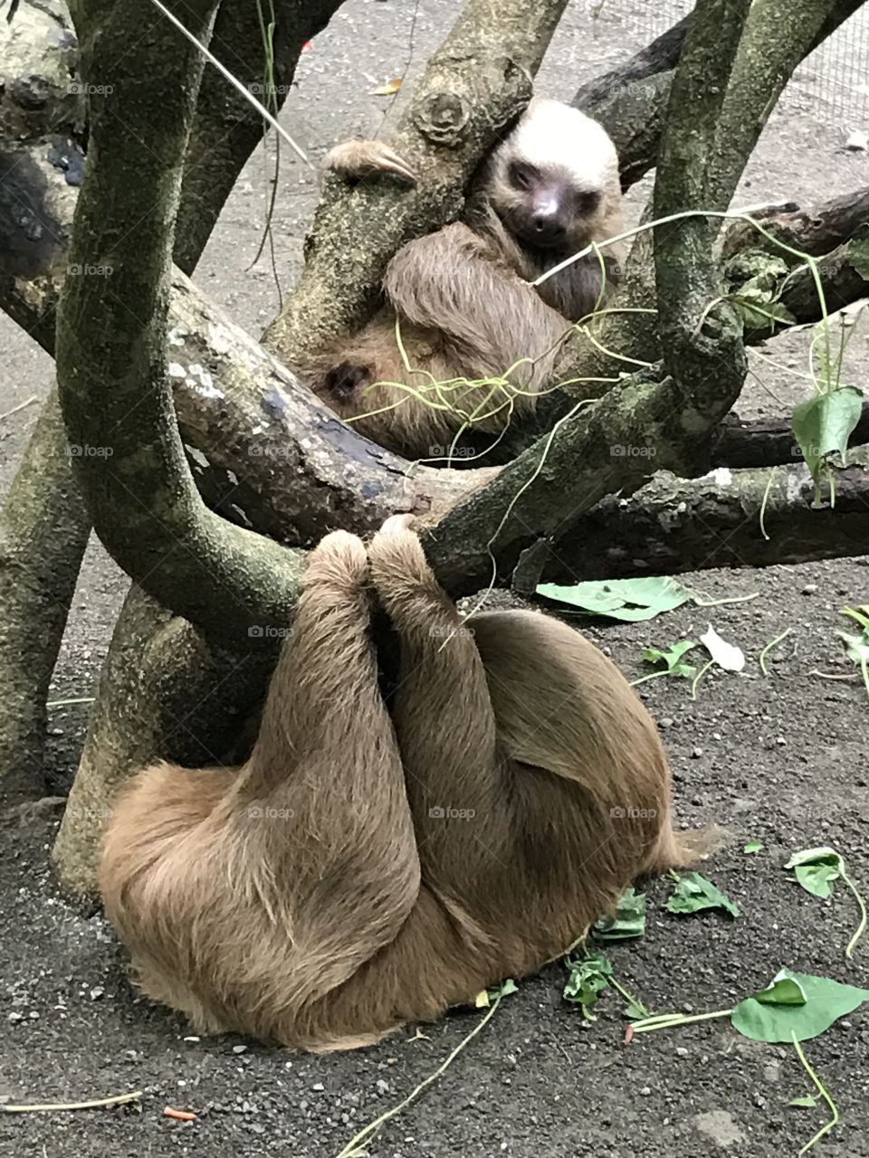 Adult sloths, Costa Rica, December 2016