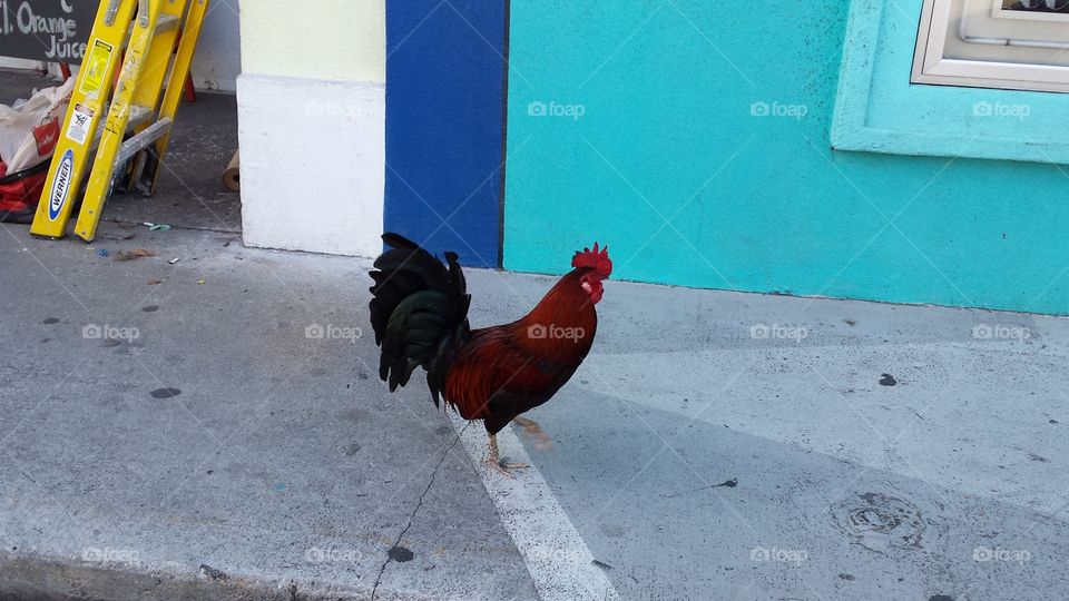 Rooster in Key West. mornings in Key West are filled with crowing roosters