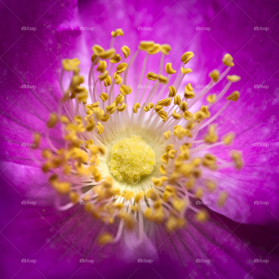 Purple rose hip flower closeup