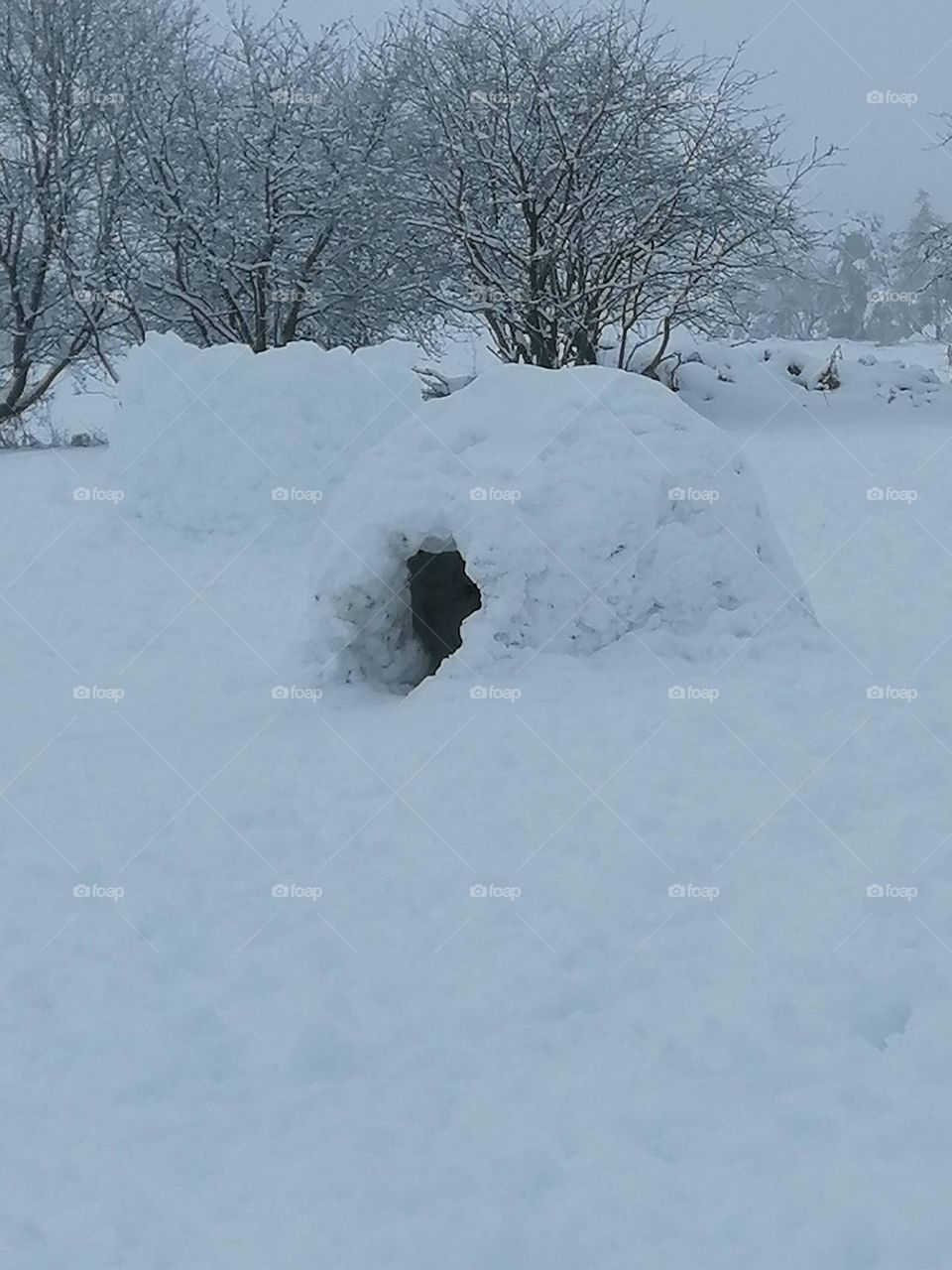 Bichon , maltese , white , hair , comics , dos , puppy , valley