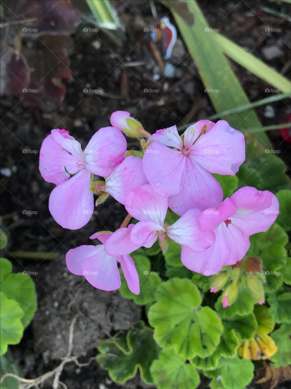 Flower in bloom