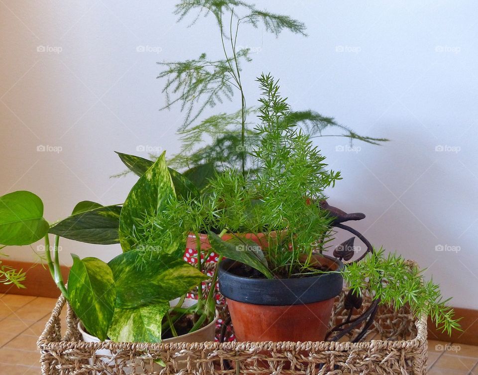 Potted plants indoors