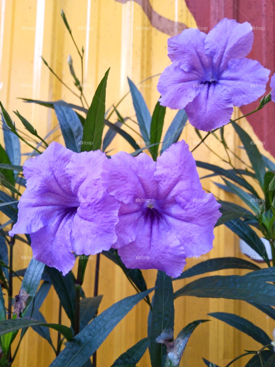 Aphelandra Ruellia.