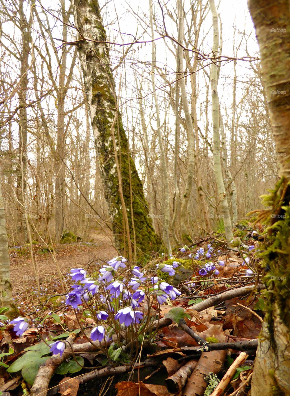 View of blue Anemones in forest